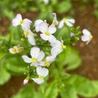 Raphanus raphanistrum L.